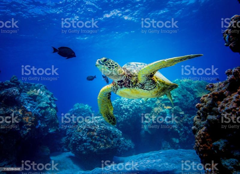 photo of hawaii
